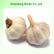 China neue Qualität frischen weißen Knoblauch